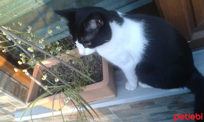 Tuxedo (Smokin) Kedi, Kedi  Paşa fotoğrafı