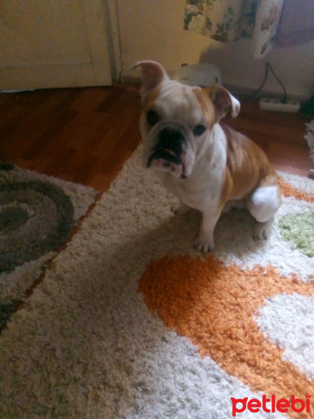 Fransız Bulldog, Köpek  Pablo fotoğrafı
