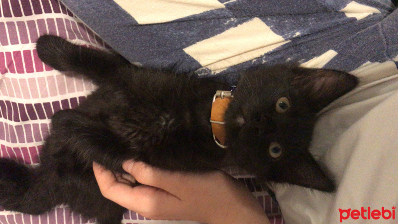 Bombay, Kedi  Benjamin fotoğrafı