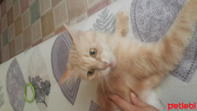 İran Kedisi (Persian), Kedi  Latte fotoğrafı