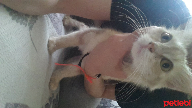 İran Kedisi (Persian), Kedi  Latte fotoğrafı