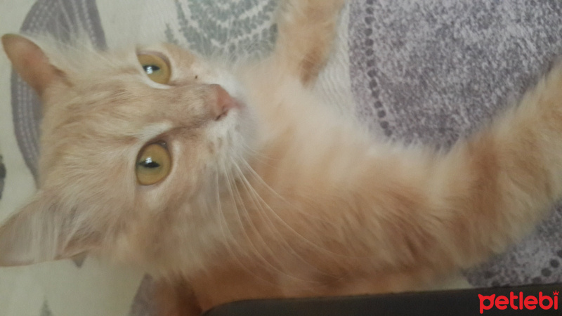 İran Kedisi (Persian), Kedi  Latte fotoğrafı