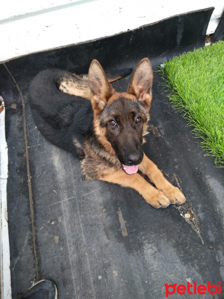 Alman Çoban Köpeği, Köpek  Arya fotoğrafı