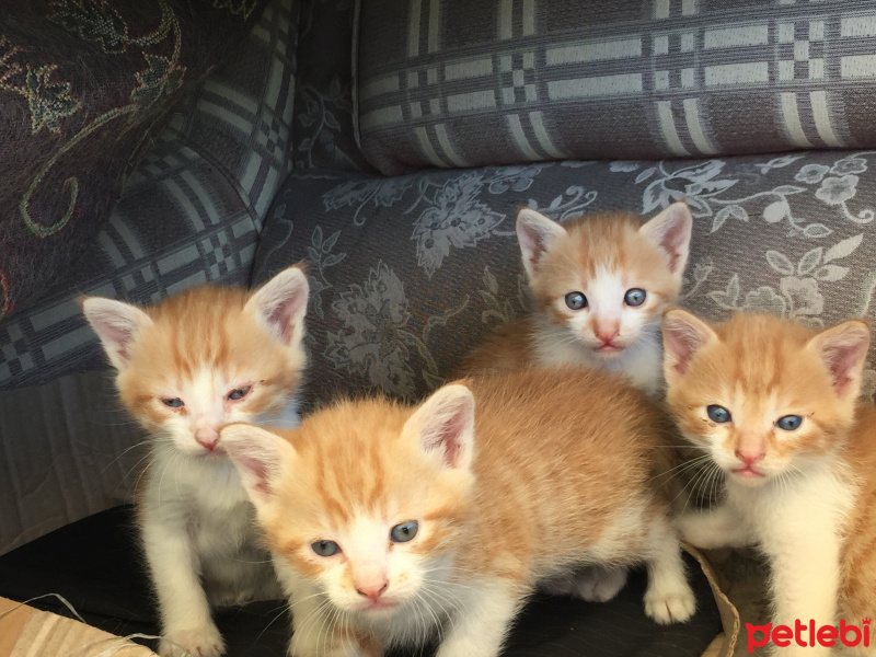 Tekir Kedi, Kedi  Dost fotoğrafı