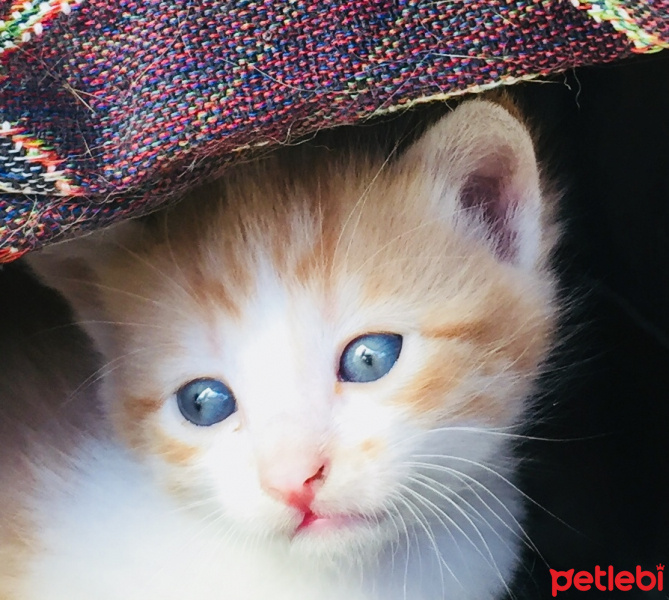 Tekir Kedi, Kedi  Dost fotoğrafı