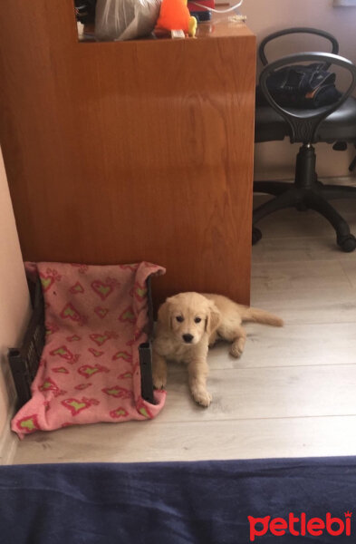 Golden Retriever, Köpek  Cango fotoğrafı