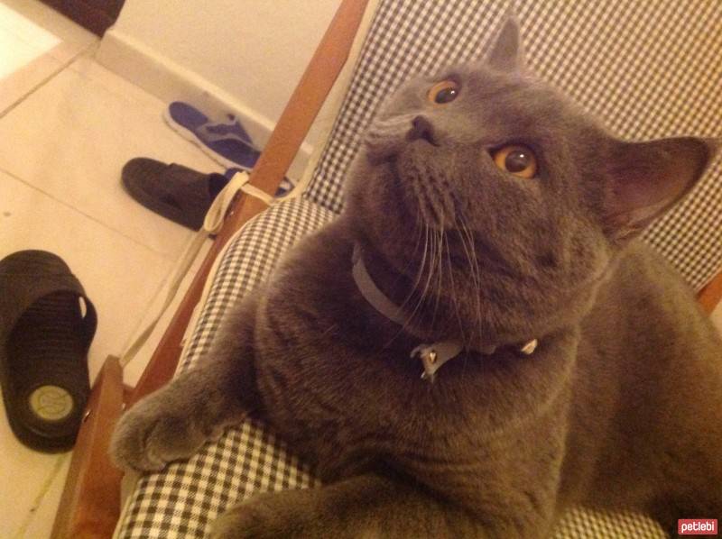 British Shorthair, Kedi  Felis fotoğrafı