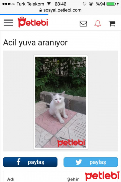 Tekir Kedi, Kedi  Piti fotoğrafı