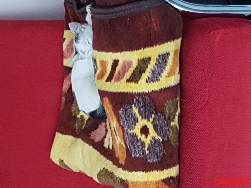 Tekir Kedi, Kedi  Piti fotoğrafı