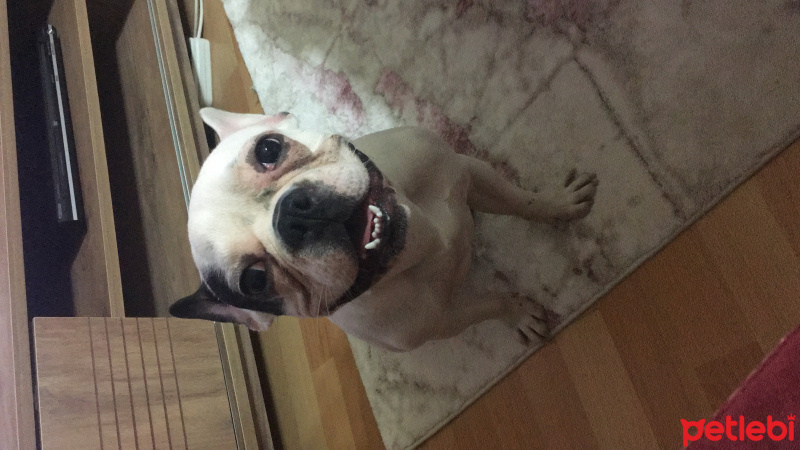 Fransız Bulldog, Köpek  Efes fotoğrafı