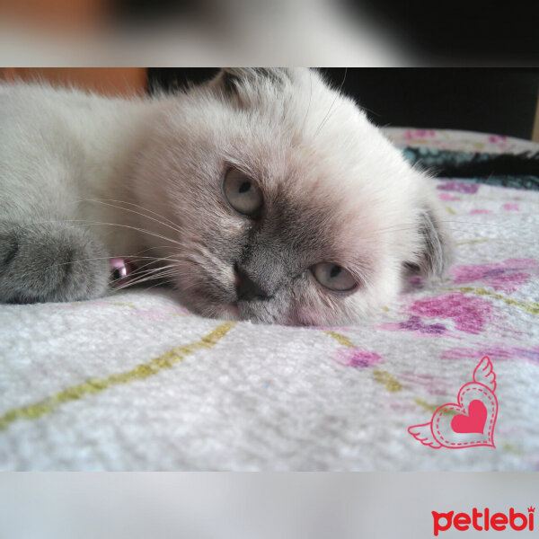 Scottish Fold, Kedi  Miu fotoğrafı