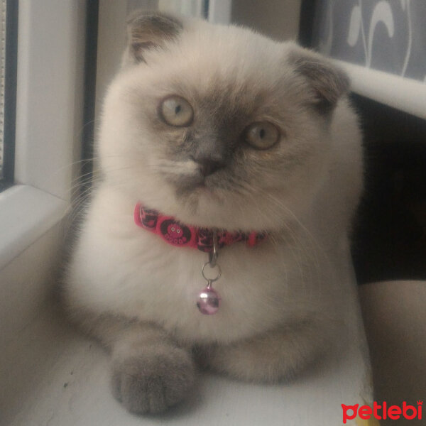 Scottish Fold, Kedi  Miu fotoğrafı