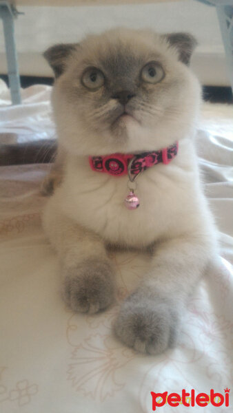 Scottish Fold, Kedi  Miu fotoğrafı