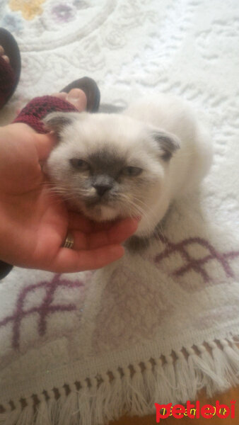 Scottish Fold, Kedi  Miu fotoğrafı