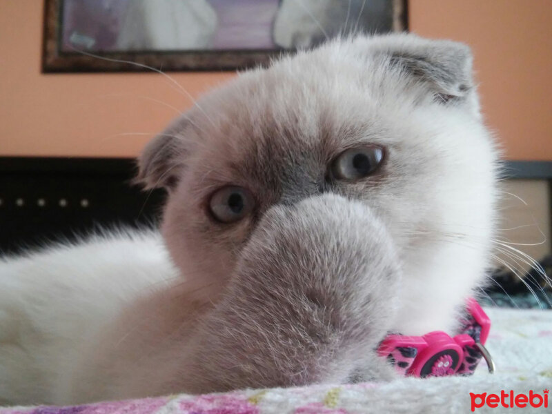 Scottish Fold, Kedi  Miu fotoğrafı