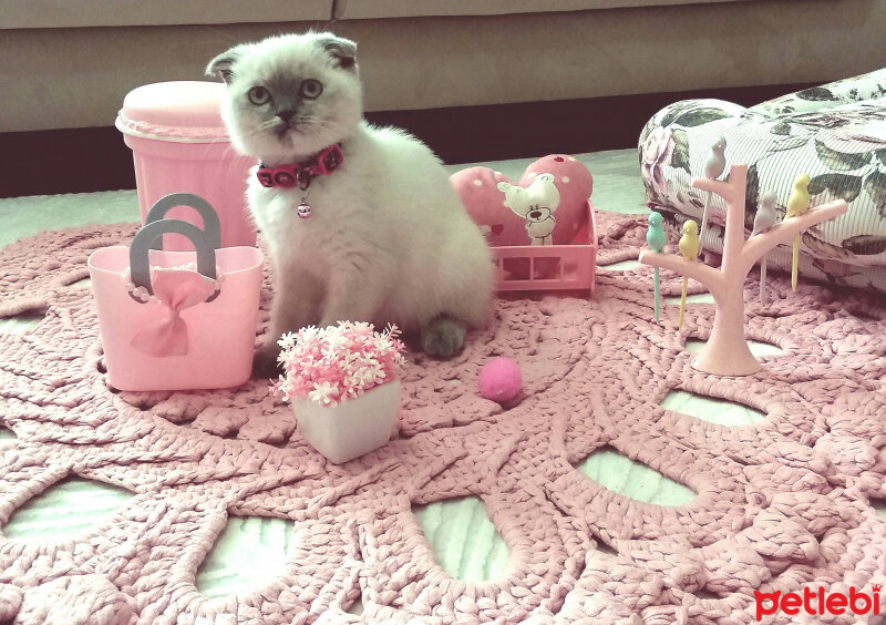 Scottish Fold, Kedi  Miu fotoğrafı