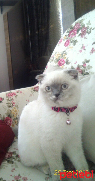 Scottish Fold, Kedi  Miu fotoğrafı