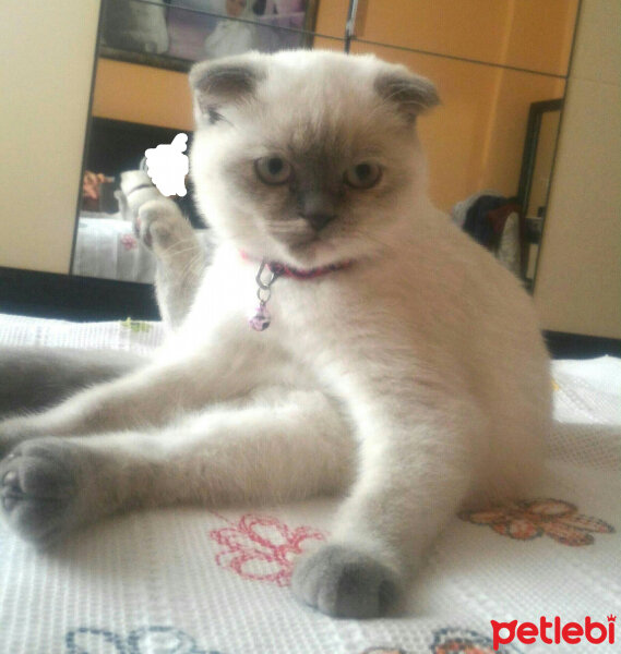 Scottish Fold, Kedi  Miu fotoğrafı