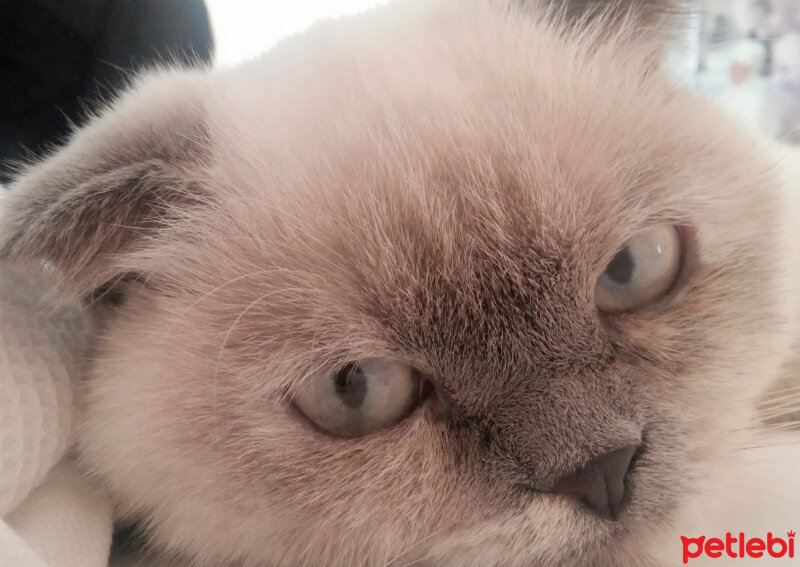 Scottish Fold, Kedi  Miu fotoğrafı