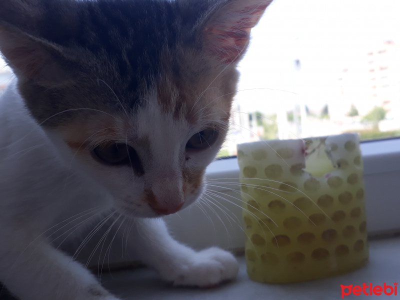 Tekir Kedi, Kedi  Sakız fotoğrafı