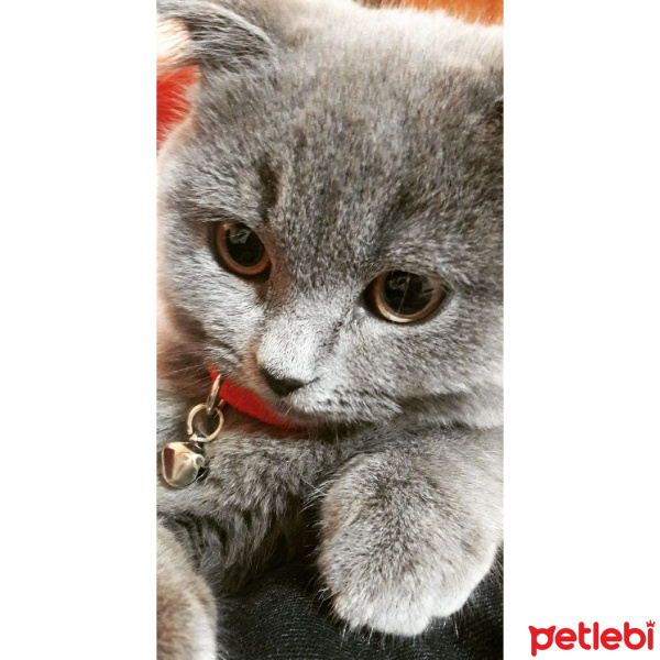 Scottish Fold, Kedi  COCO fotoğrafı