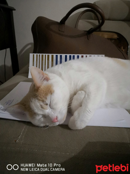 Tekir Kedi, Kedi  Kimyon fotoğrafı