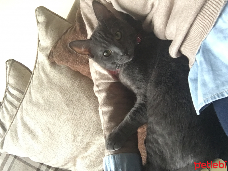Mavi Rus, Kedi  Foggy fotoğrafı