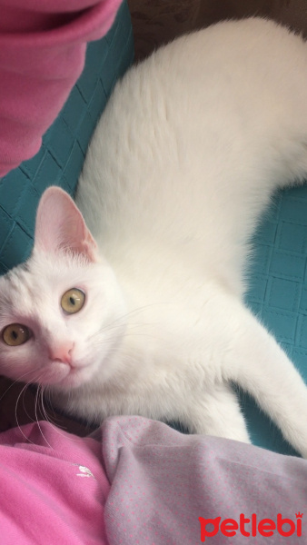 Van Kedisi, Kedi  Sütlaç fotoğrafı