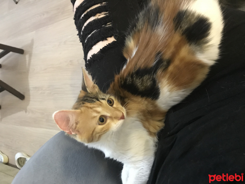 Tekir Kedi, Kedi  Çilek fotoğrafı