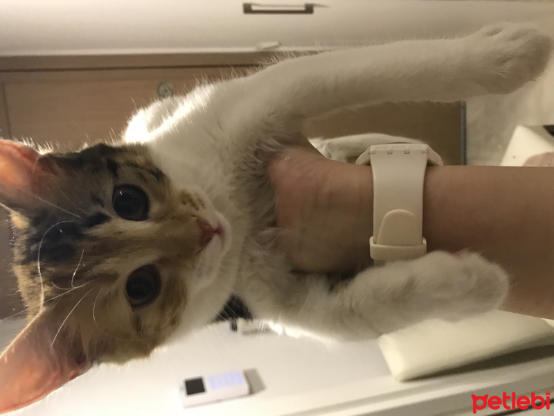Tekir Kedi, Kedi  Çilek fotoğrafı
