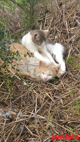 Tekir Kedi, Kedi  minoş-ares fotoğrafı