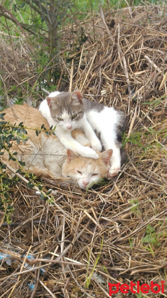 Tekir Kedi, Kedi  minoş-ares fotoğrafı