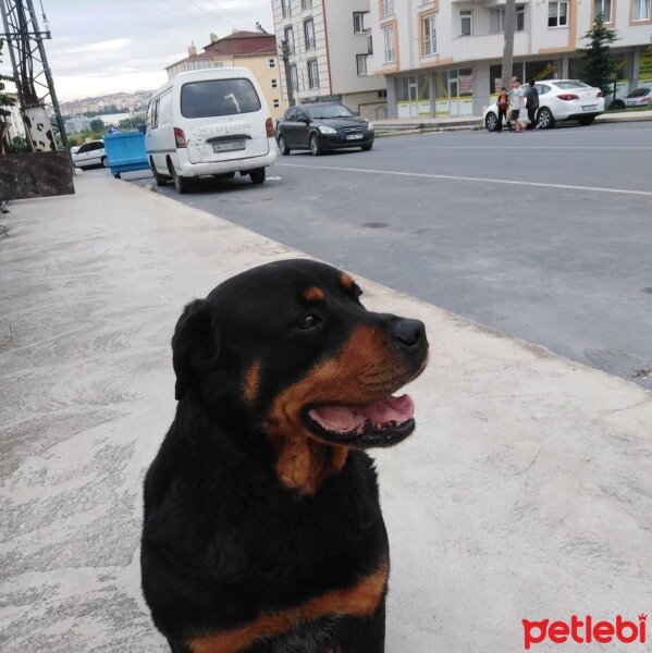 Rottweiler, Köpek  Zeus fotoğrafı