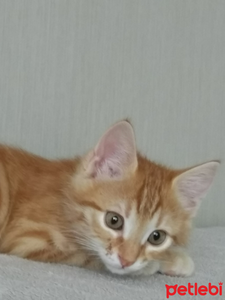 Tekir Kedi, Kedi  Mısır eros fotoğrafı