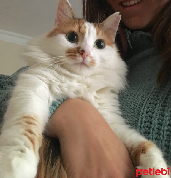 Soke, Kedi  Mestan fotoğrafı