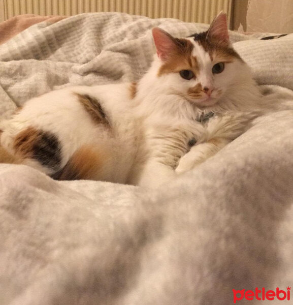 Soke, Kedi  Mestan fotoğrafı