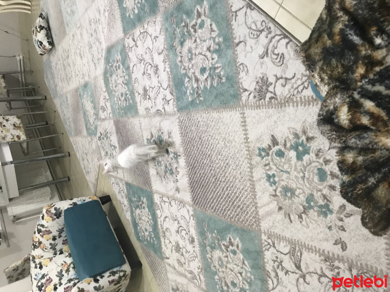 Van Kedisi, Kedi  Şila fotoğrafı