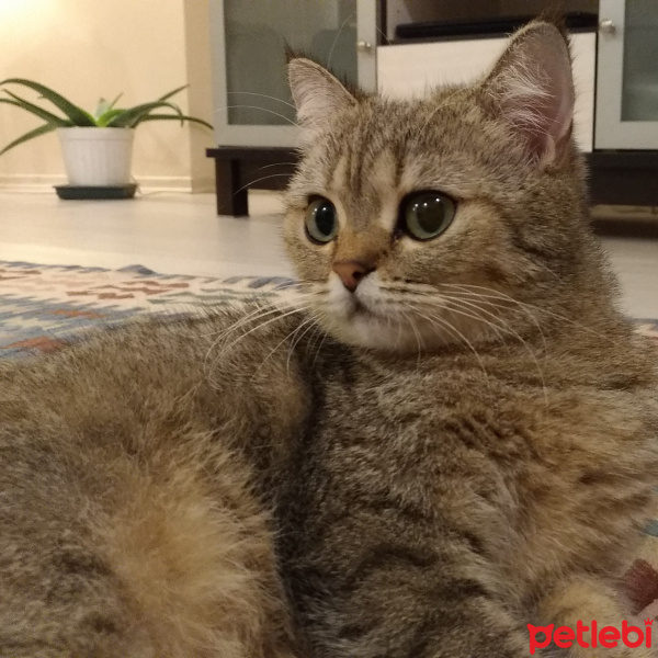 British Shorthair, Kedi  Mia fotoğrafı