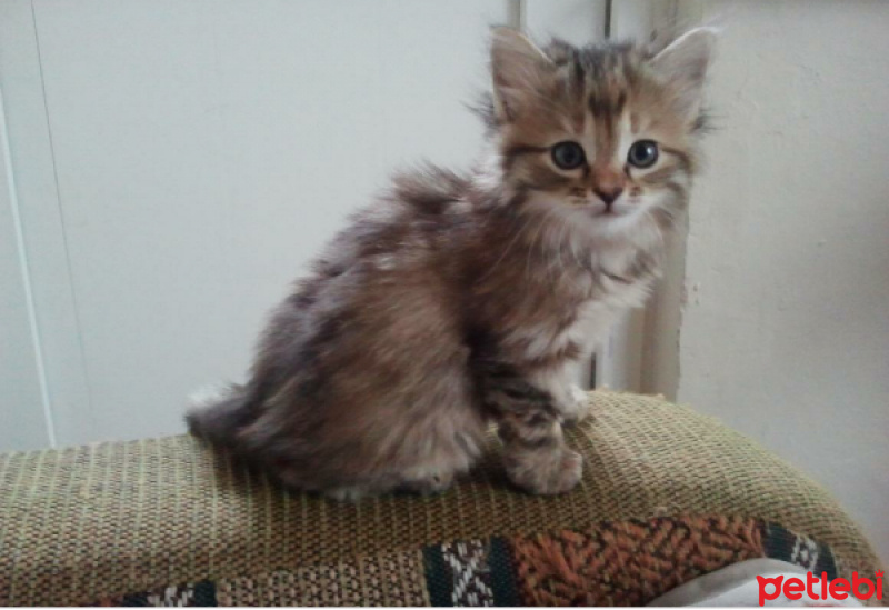 Tekir Kedi, Kedi  rüzgar fotoğrafı