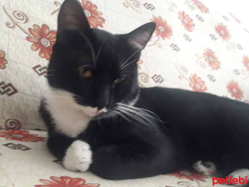 Tuxedo (Smokin) Kedi, Kedi  Pasa fotoğrafı