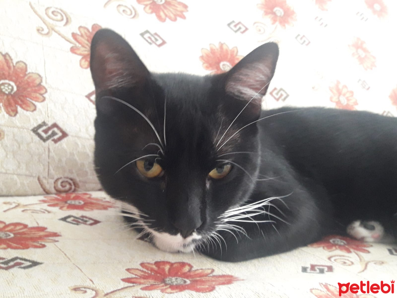 Tuxedo (Smokin) Kedi, Kedi  Pasa fotoğrafı