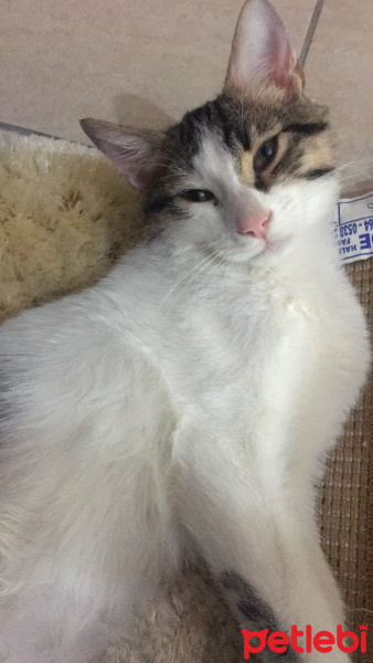 Tekir Kedi, Kedi  Puffy fotoğrafı