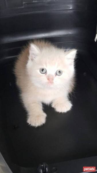 British Shorthair, Kedi  ÇAKIL fotoğrafı