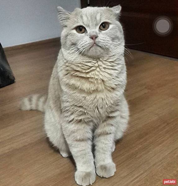 British Shorthair, Kedi  ÇAKIL fotoğrafı