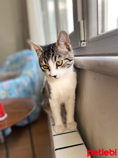 Tekir Kedi, Kedi  minnoşş fotoğrafı
