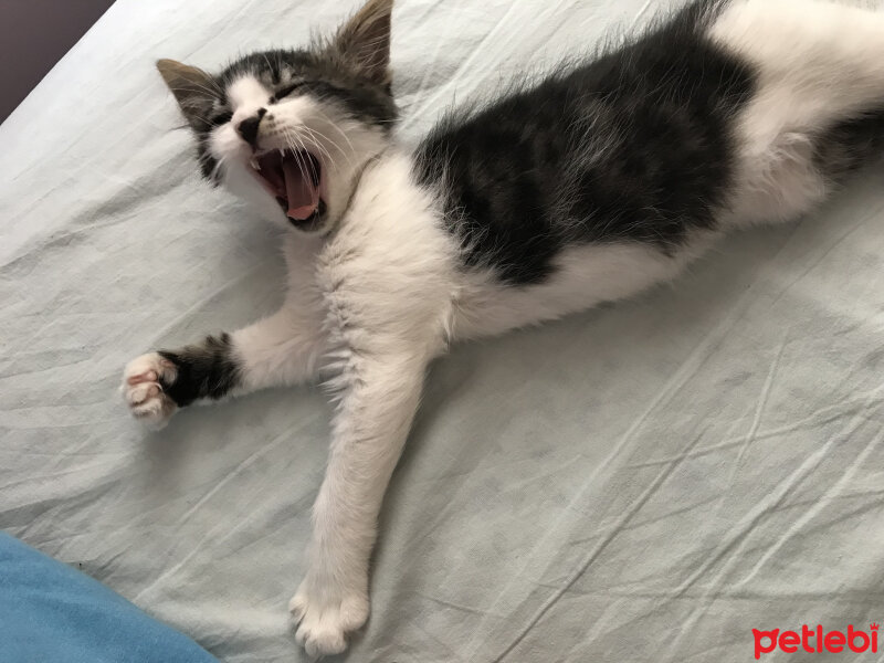 Tekir Kedi, Kedi  Miço fotoğrafı