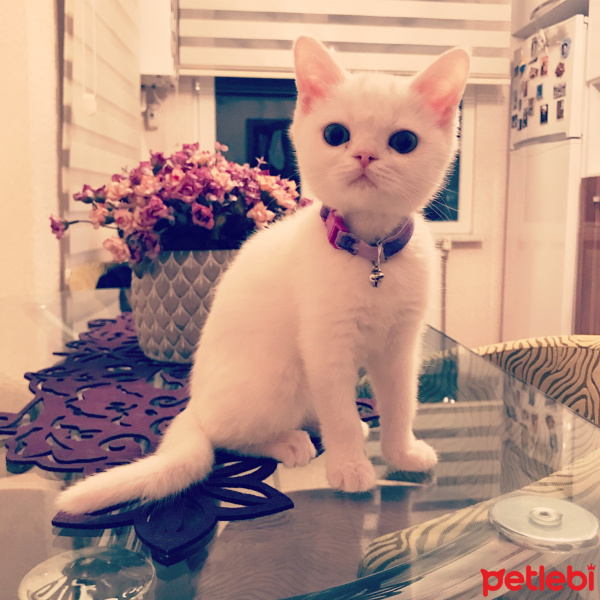 British Shorthair, Kedi  Müjgan fotoğrafı