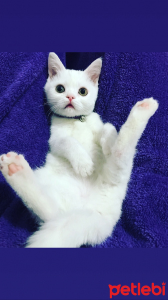 British Shorthair, Kedi  Müjgan fotoğrafı