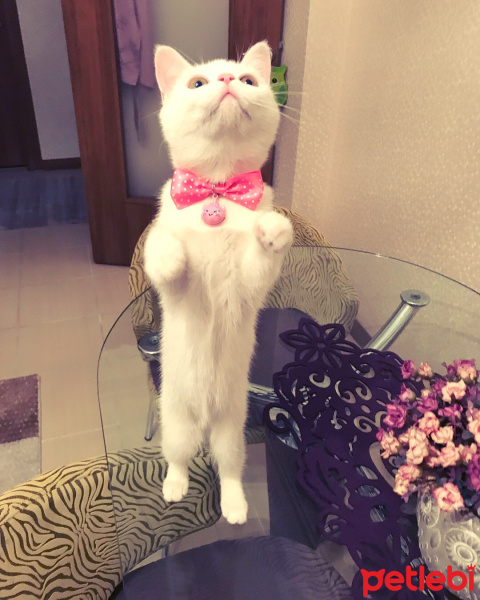 British Shorthair, Kedi  Müjgan fotoğrafı