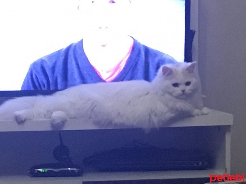 Chinchilla, Kedi  pıtır fotoğrafı